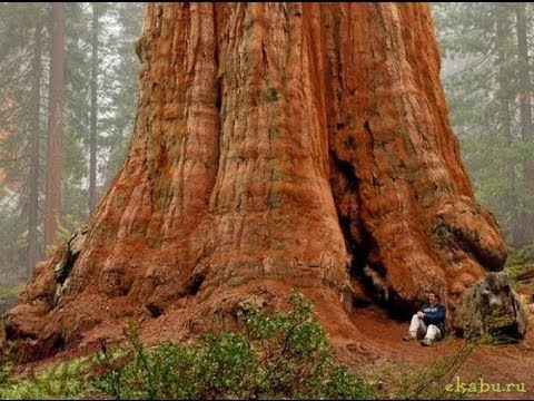 Самое высокое дерево в мире(The tallest tree in the world)