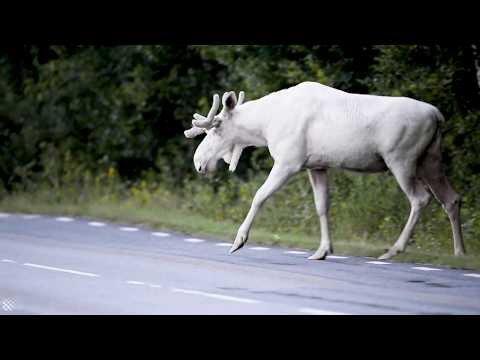 Rare footage of stunning white moose filmed in Sweden