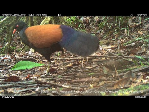 First Video Ever of the Black-naped Pheasant-Pigeon