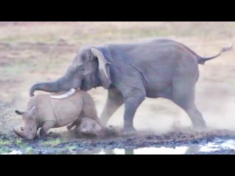 Elephant Tramples Rhino &amp; Baby!
