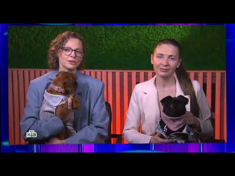 Своя игра. Брезановский - Малышев - Либерман (14.06.2025)