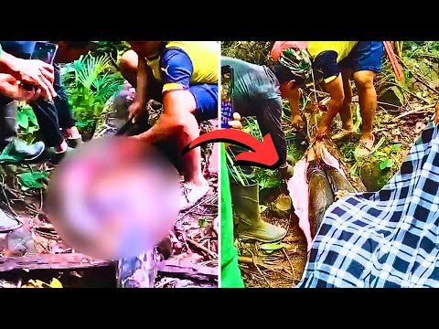 Mom of four being cut out of belly of 16-foot python in Indonesia
