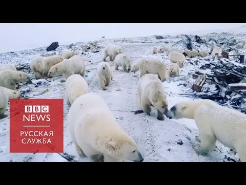 Белые медведи заходят в подъезды домов на Новой Земле