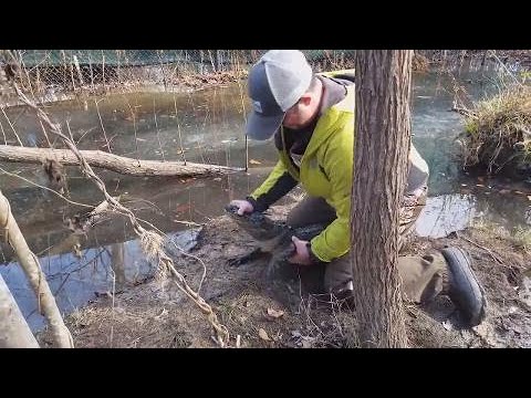 UPDATE: Frozen alligators thaw out in North Carolina