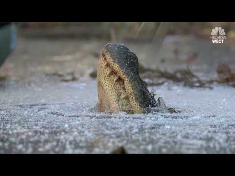 Alligators on Ice: North Carolina reptiles strong survival skills on show