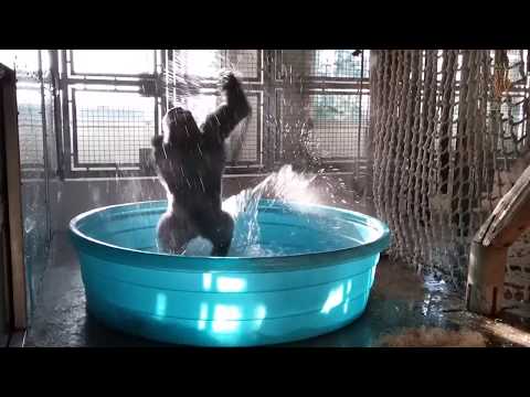 Breakdancing Gorilla Enjoys Pool Behind-the-Scenes