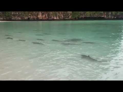 Blacktip reef sharks are welcome sight in Maya Bay