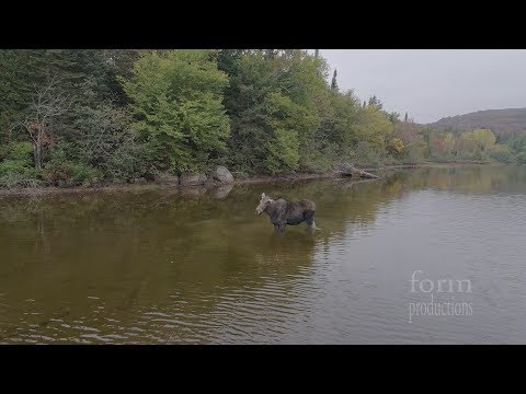 Northern Ontario Moose vs Wolf
