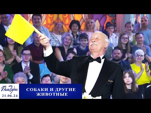 «Собаки и другие животные». Поле чудес. Выпуск от 21.06.2024