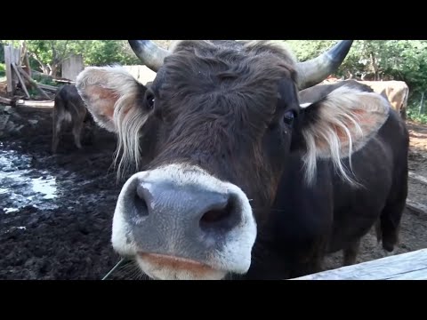 Пастух своих коров. Мужское / Женское. 14.10.2025