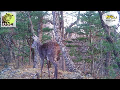 Саблезубый «олень» впервые попал на видео на «Земле леопарда» \ Musk deer