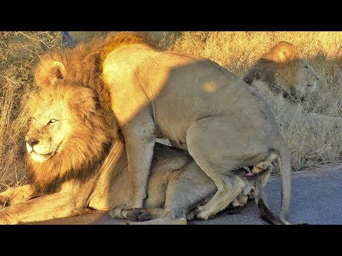 Male Lion Mates with Another Male
