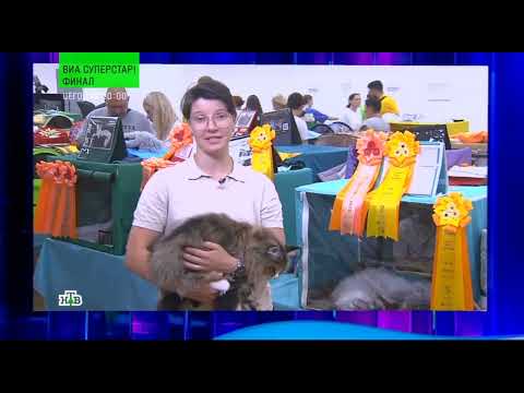 Своя игра. Вартанян - Петрова - Лобков (01.11.2025)