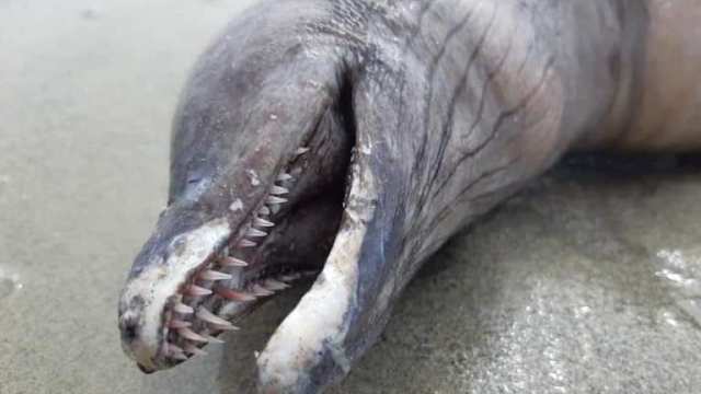 Загадочное существо с острыми зубами и носом дельфина