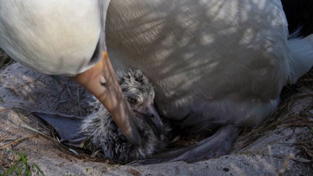 у 70-летней самки темноспинного альбатроса Уиздом появился птенец