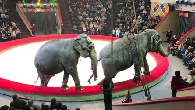 Слоны подрались во время представления в Казанском цирке