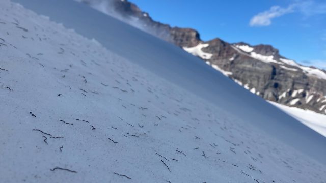 Миллиарды безглазых червей выползли из ледников в Каскадных горах