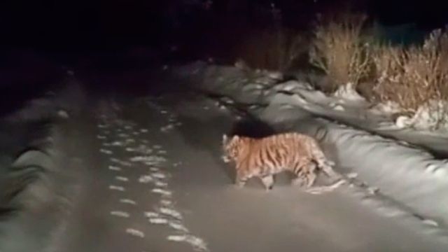 В подмосковной деревне заметили тигренка