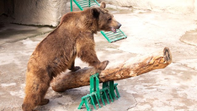 Мать бросила дочь к медведю в зоопарке Ташкента