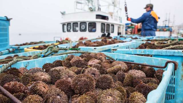 Разгрузка морского ежа на предприятии на острове Кунашир