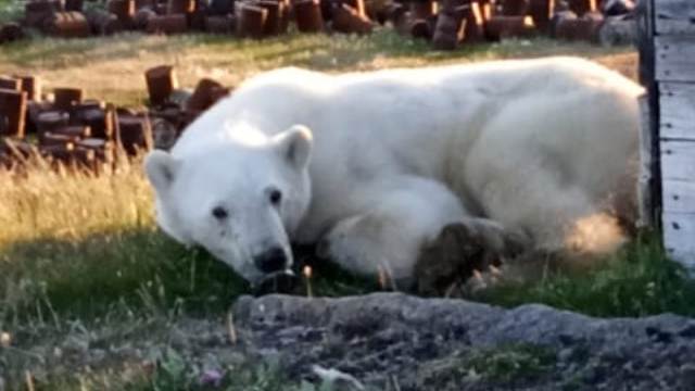 В Диксоне спасли белого медведя с застрявшей в пасти банкой сгущенки