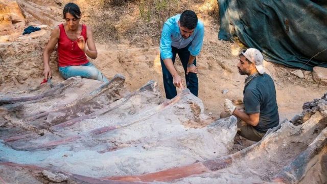 Самый большой динозавр Европы найден в Португалии