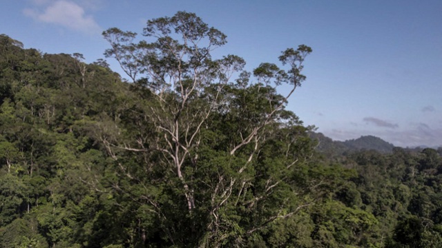 Самое высокое дерево в Амазонии