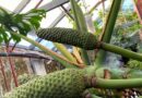 В воронежском ботаническом саду созрел первый «бананас»