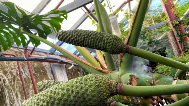 В воронежском ботаническом саду созрел первый «бананас»