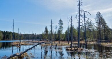 Заболоченный берег и сухой лес