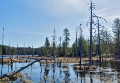 Заболоченный берег и сухой лес