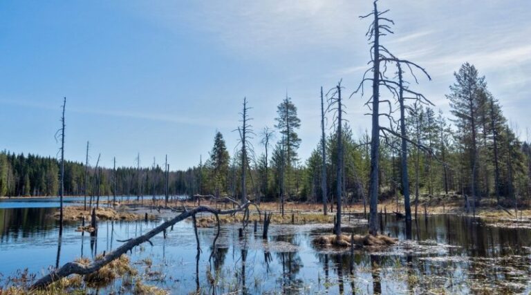 Заболоченный берег и сухой лес